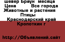 шевер Браун 2месяца › Цена ­ 200 - Все города Животные и растения » Птицы   . Краснодарский край,Кропоткин г.